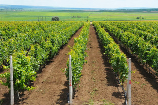MADR: Promovarea vinurilor în ţări terţe - Un nou ajutor de minimis