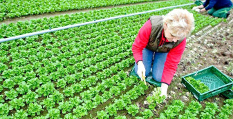 APIA. Agricultura ecologică - Termen la depunerea cererilor - 15 iunie