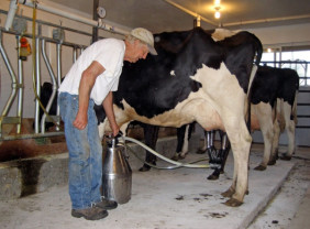 APIA: Sectorul zootehnic - Condiţii necesare pentru ANT - sectorul lapte (I)