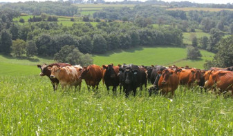 Direcţia pentru Agricultură Bihor: Amenajamentele pastorale - pe ultima sută de metri