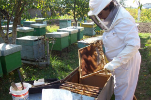 MADR. Ajutorul de minimis apicultură - Demarează depunerea cererilor