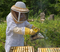 Programul Naţional Apicol se modifică - Beneficii pentru crescătorii de albine