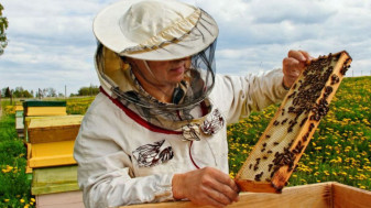CE. Ajutoarele din apicultură - Derogare la control