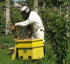 APIA. Sprijin pentru apicultori - Ultimele zile pentru depunerea cererii