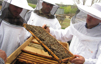 Sprijinul pentru apicultori: Depunerea cererilor de sprijin începe la 1 august