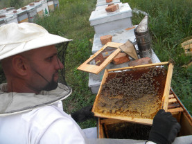 Noua Lege a apiculturii a fost promulgată - Sancţiuni drastice pentru falsificarea mierii