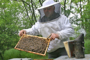 APIA. Ajutorul de stat pentru apicultori - Termen 31 octombrie la depunerea cererilor