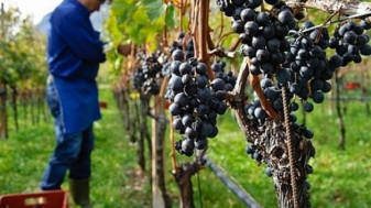 CJAPIA Bihor. Depunerea cererilor în sectorul vitivinicol - Termen limită - 14 decembrie