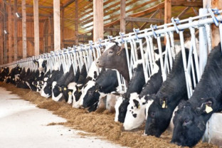 APIA: Termen 15 mai la plata ANT - bovine de carne