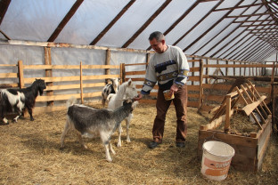 APIA. Creşterea caprinelor - Condiţii pentru acordarea Sprijinului cuplat