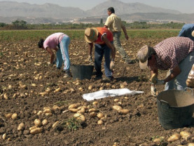 MADR: Noi criterii de eligibilitate pentru obţinerea sprijinului cuplat la cultivarea cartofilor