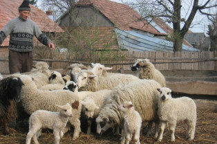 MADR: Ajutor de minimis pentru crescătorii de oi