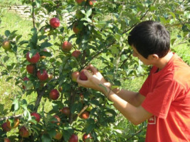 APIA: O nouă subvenţie pentru producătorii de fructe