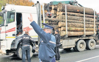 Hoţii de lemn activi nevoie mare şi în Bihor - Taie în neştire şi fură cu autotrenul