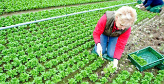 MADR. Conversia la agricultura ecologică - Fonduri europene pentru exploataţii