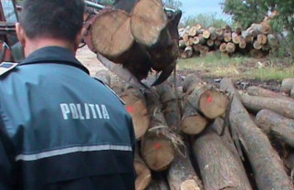 Razii în zona Oradea și Beiuș - Lemne confiscate