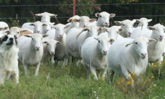 Subvenţii 2020. Creşterea animalelor - Condiţii pentru obţinerea sprijinului cuplat pentru caprine