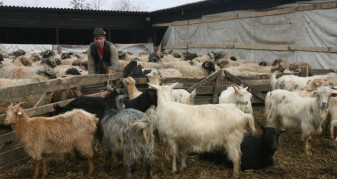 MADR. Pentru crescătorii de ovine/caprine - Ajutor de stat cu caracter temporar