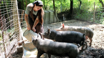 ANSVSA. Numai cu autorizație sanitar-veterinară - Creşterea porcilor în gospodării