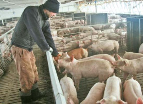 PNDR. Bunăstarea porcinelor - Depunerea cererilor – până la 15 februarie