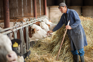 AFIR. Crescătorii de animale - Ajutor de 20 de milioane de euro pentru fermieri
