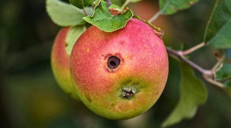 Buletin de avertizare fitosanitar - Tratamente pentru măr, păr şi gutui