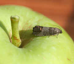 Buletin de avertizare fitosanitar - Tratamente pentru măr, păr şi gutui