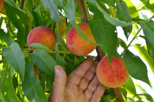 MADR: Pentru producătorii de fructe - Sprijin excepţional cu caracter temporar