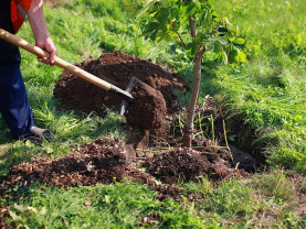 MADR. Prima împădurire - Depunerea cererilor de sprijin - până la finele lunii martie