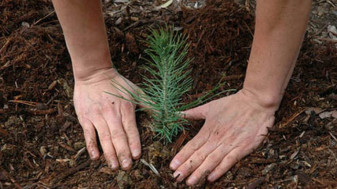 MADR: A fost actualizat ghidul pentru submăsura 8.1 - „Împăduriri şi crearea de suprafeţe împădurite”