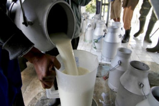DSVSA Bihor: În perioada septembrie - octombrie, verificări (şi) la operatorii din industria laptelui