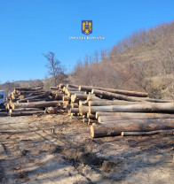 ​Poliţiştii şi jandarmii au confiscat mai mulţi metri cubi de lemne - Razii în Marghita, Aleşd şi Beiuş
