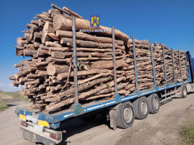 Peste 70 de metri cubi de cherestea, confiscați valoric - Delict silvic în Bihor
