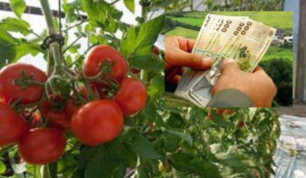 MADR. Schema de ajutor pentru producători - Programul tomate 2017