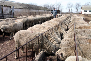 Sprijin cuplat ovine/caprine - Cuantumul acordat de APIA pe acest an