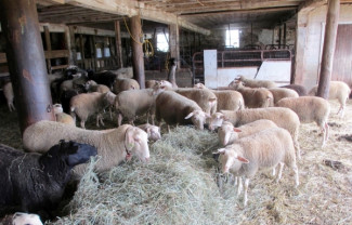 ANZ. Sprijinul cuplat - Verificări în fermele de ovine şi caprine