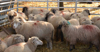 MADR: ANTZ ovine/caprine - Condiţii pentru fermierii care solicită sprijinul