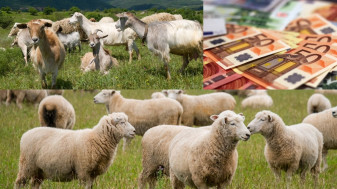APIA: ANT, ovine/caprine 2022 - Condiţii pentru obţinerea sprijinului