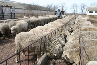 Subvenții APIA 2019 - Condiții pentru crescătorii de ovine