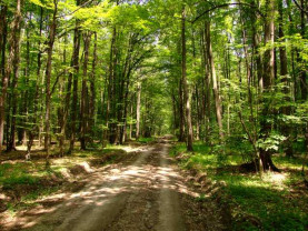 Compensaţii pentru proprietarii de păduri - Termen-limită la depunerea cererilor