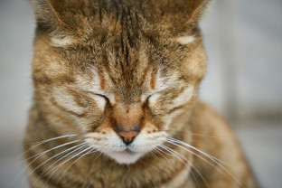 Tânăr de 23 de ani, din Bihor - Reținut pentru că a schingiuit o pisică