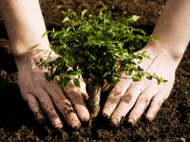 Direcţia Silvică Bihor. Luna plantării arborilor - Program de regenerare de 6,38 ha de împăduriri