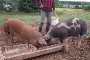 MADR, în atenţia crescătorilor de porci - Sprijin de la stat