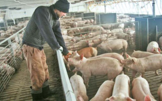 MADR: pentru crescătorii de porci, au fost aprobate ajutoarele de 10.000 euro