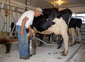 ANSVSA: Reguli privind - Producerea/comercializarea laptelui de vacă