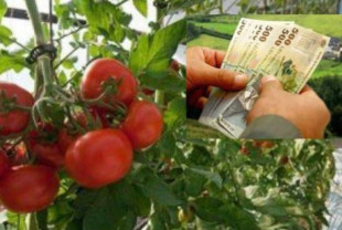 MADR. Sprijinul pentru tomate - Cererile se depun prin fax, poştă sau în format electronic