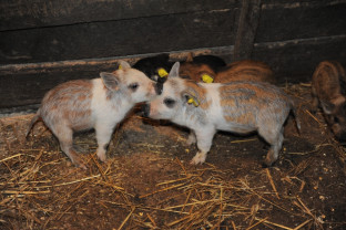 Susţinerea crescătorilor de porci din rasele Bazna şi/sau Mangaliţa – Au fost aprobate noi modificări legislative