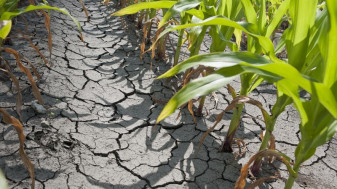 CJAPIA Bihor: Culturi afectate de secetă - A început depunerea cererilor pentru sprijin