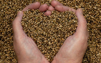 MADR: Noi prevederi privind autorizarea importatorilor de seminţe de cânepă