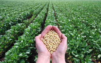 APIA. Sprijinul cuplat la soia - Termen limită la depunerea cererilor – 31 martie